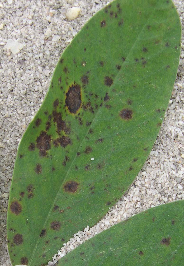 Dark brown to black spores are found on the lower
