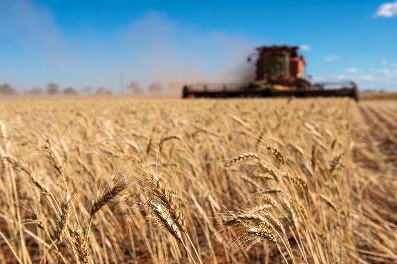Australian wheat Quality, versatility, and reliability Australian wheat is highly valued for