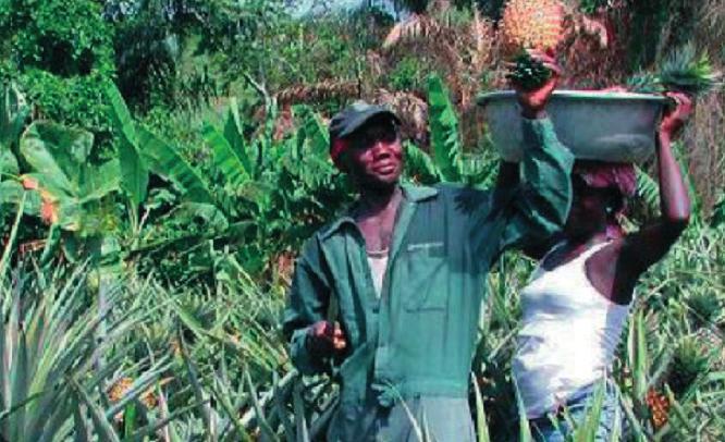 UNECE Explanatory Brochure on the Standard for Pineapples Harvesting The fruit is harvested,