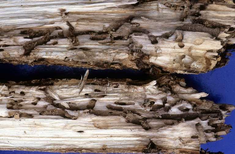 Lilac/ash borer larvae create irregular gouging wounds that extend often into the