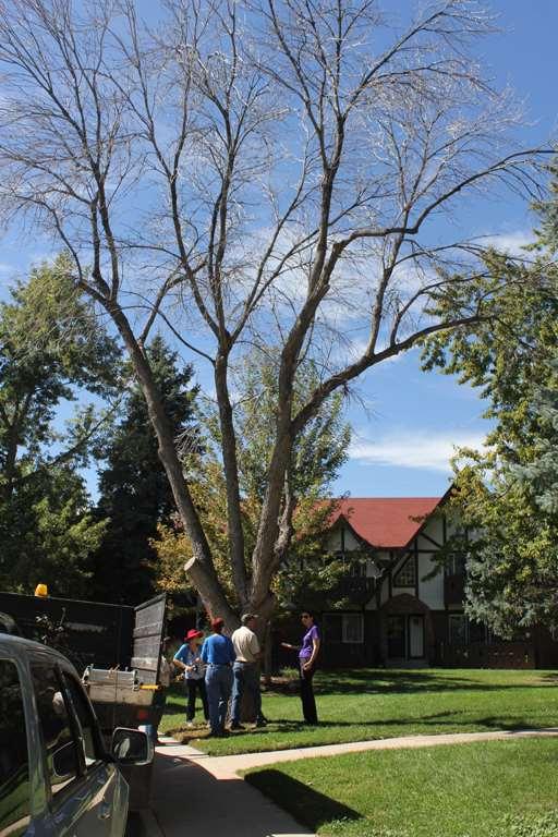 Colorado EAB Tree #1 Located near the