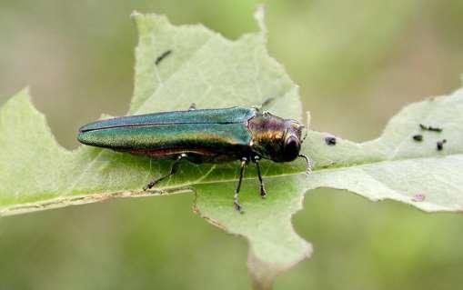 Emerald ash borer is a wood boring beetle in the family B