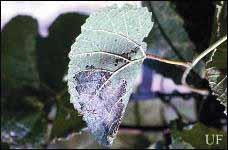 The larvae fold the leaves, exposing the underside of the leaf, forming a protective layer in which they feed, skeletonizing the upper surface of the leaf (Mead and Webb 2011).