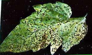 infection, foliar blight Seed- and