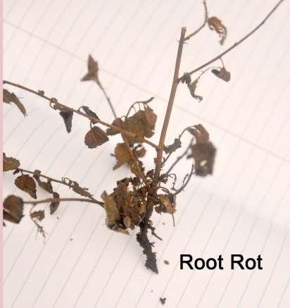 Ceanothous root rot caused by