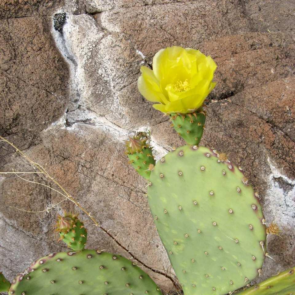 Felger et al.: Sonoran Desert names 5 Figure 2. Opuntia engelmannii subsp. laevis.