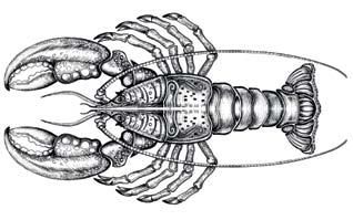 LOBSTER introduced in 2014 designed by: vera mauricová SEA If there is a single image that is most indelibly associated with summertime by the sea, it is that of the lobster.