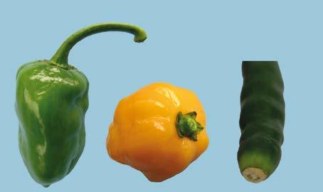 II. Provisions concerning Quality The purpose of the standard is to define the quality requirements for chilli peppers at the exportcontrol stage after preparation and packaging.