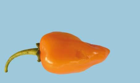 UNECE Explanatory Brochure on the Standard for Chilli