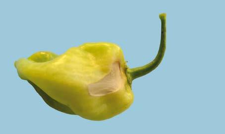 UNECE Explanatory Brochure on the Standard for Chilli Peppers Photo 16 Minimum requirement: sound.