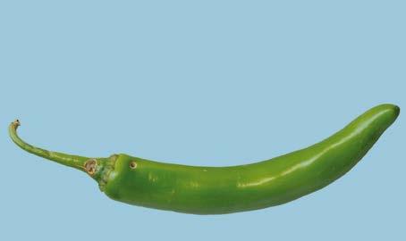 UNECE Explanatory Brochure on the Standard for Chilli Peppers - practically free from damage caused by pests Interpretation: Pest damage can detract from the general appearance and affect the keeping