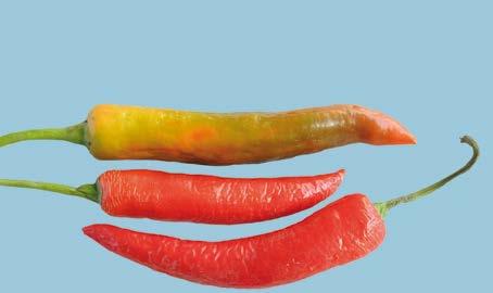 UNECE Explanatory Brochure on the Standard for Chilli Peppers - fresh in appearance, including stalk and calyx Interpretation: Chilli peppers must be of an acceptable freshness depending on the
