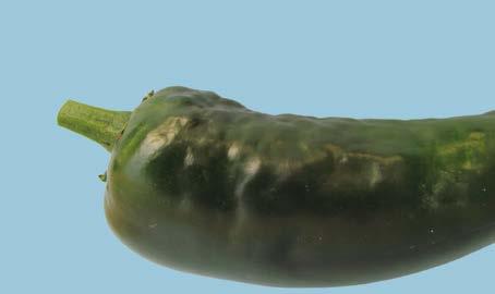 UNECE Explanatory Brochure on the Standard for Chilli Peppers Photo 27