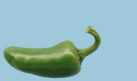 UNECE Explanatory Brochure on the Standard for Chilli Peppers Photo 33 Classification: Extra Class.