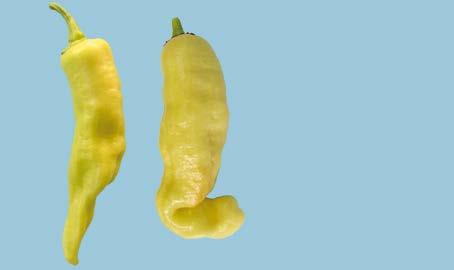 annuum, commercial type Jalapeño: typical shape (left), limit allowed (right)