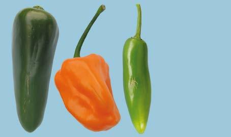 Provisions concerning Quality - slight skin defects Interpretation: Chilli peppers may show slight scratching or scarring, dry superficial cracks or slight pressure marks.