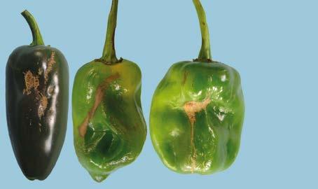 UNECE Explanatory Brochure on the Standard for Chilli Peppers - skin defects Interpretation: Chilli peppers may show scarring or scratching, dry superficial cracks, bruising or healed
