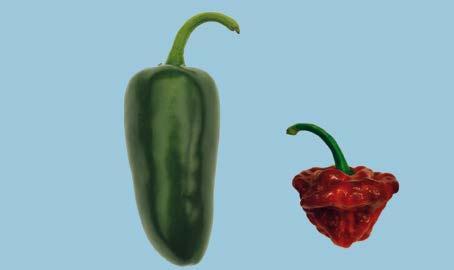 III. Provisions concerning Sizing Size is determined by length or by maximum diameter. The following provisions are optional for chilli peppers in Class II.