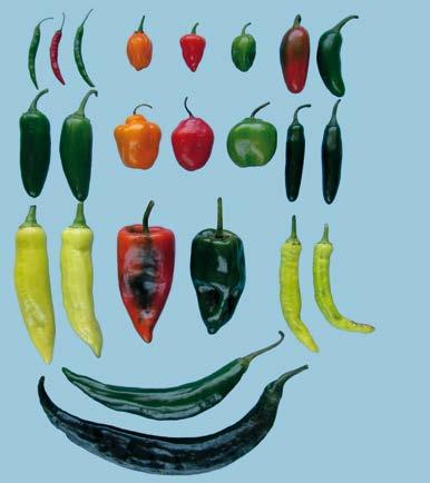I. Definition of Produce This standard applies to chilli peppers 2 of varieties (cultivars) grown from Capsicum annuum, C. baccatum, C. chinense, C. frutescens and C.