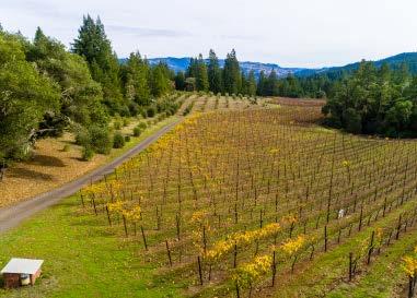 Pinot Noir Mountain Estate Boonville, CA Offering Memorandum $2,149,000