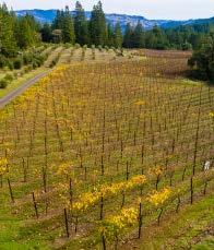The reason Portalupi wine is made began many years ago in Arcata, a small northern California