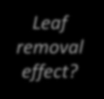 17 R² = 0.4944 p<0.0001 Leaf removal effect?