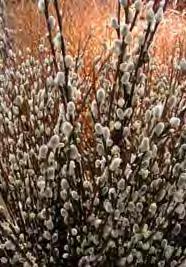 feet Width: 12-25 feet Flower/Fruit: Purplish-brown catkins that appear in March Comments: The