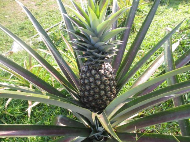 Pineapple Assorted Ananas comosus; Ananas bracteatus Common names Pineapple, Ananas, Nanas, Pina. Origin The pineapple is native to southern Brazil and Paraguay where wild relatives occur.