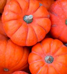 Pumpkin Vitamin A, C, Calcium and Iron and dietary fibre Where to plant: Full Sun When to plant: Dry Season HOW TO SOW: direct into well-prepared beds or mounds Depth: 12mm Plant Spacing: 40-50cms