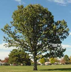 Bur Oak (Quercus macrocarpa) Native to eastern