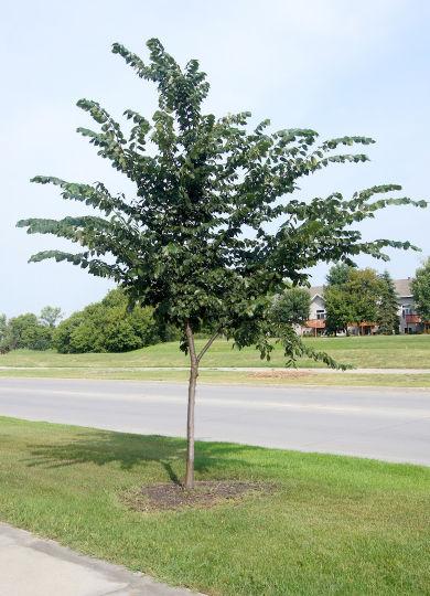 Cedar (Juniperus virginiana) American elm (Ulmus