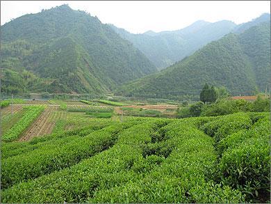 OUR ORGANIC TEA FARMS Shangyu Organic Tea Gardens: Quality Chinese tea blends from a strictly organic environment Established in 1992, our farmland is operated by tea experts with more than 30 years