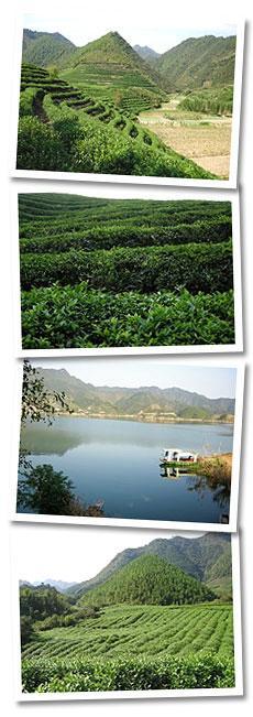 Location: Shangyu Graham Organic Tea Gardens is located North-eastern region of Zhejiang Province PRC. Between Hangzhou, Ningbo and Shanghai.