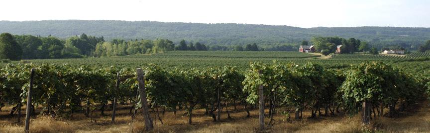 LAKE ERIE REGIONAL GRAPE PROGRAM Vineyard Notes Newsletter #5- July 2013 In this Issue: Concord Crop Estimation and Fruit Thinning in 2013 Terry Bates.