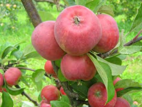 valued for excellent sweet flavour; early ripening; disease
