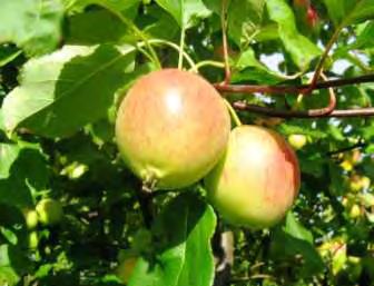 Native apples The native species Malus sylvestris is found sporadically in whole Latvia and is thought to be endangered by cross-hybridization with