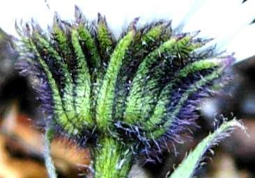 oblanceolate; stem densely hairy;