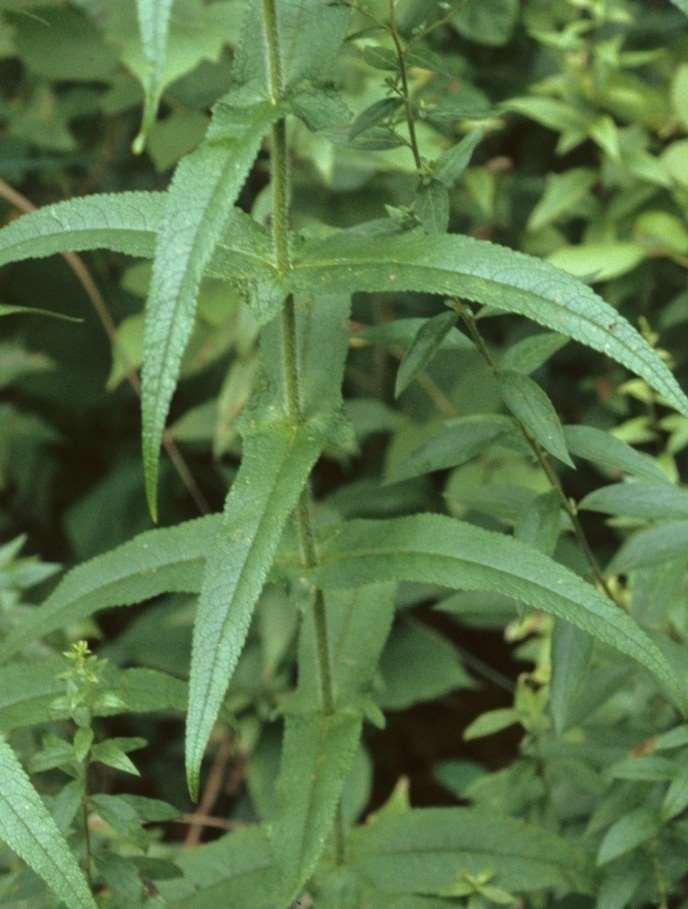 perfoliatum L. var.