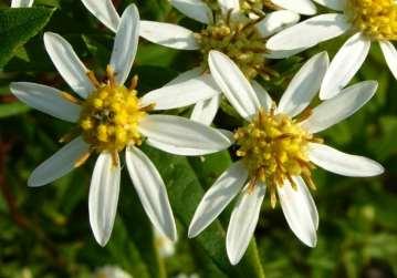 white (7-15), disk flowers