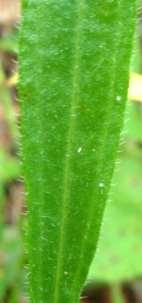 entire, usually moderately pubescent, petioles long near base of