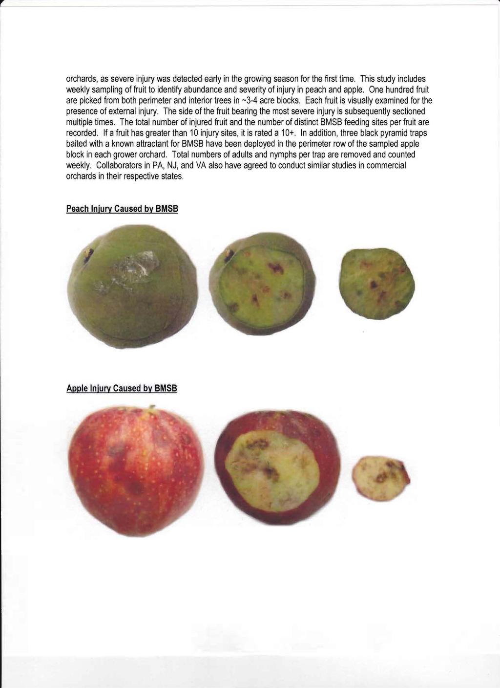 orchards, as severe injury was detected early in the growing season for the first time. This study includes weekly sampling of fruit to identify abundance and severity of injury in peach and apple.