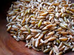 WHOLE GRAINS Short Grain Brown Rice Purifies the blood. Expels toxins. High in B vitamins Sweet Brown Rice Delicious. Easy to digest. Higher protein than short grain brown rice.
