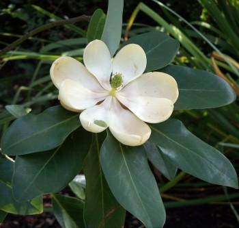 Figure 3. Magnolia virginiana flower.