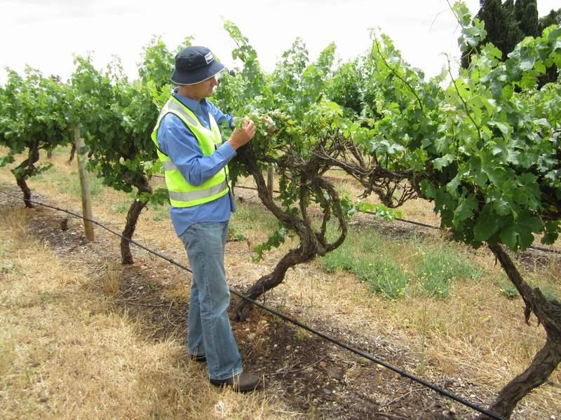 3. METHODS From 3-7 December 213, 27 vineyard blocks across Coonawarra and Wrattonbully were assessed with collaboration from 35 growers/companies.