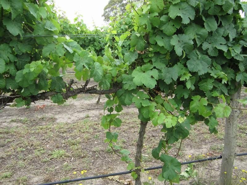 cane-pruned vineyards were represented in the survey (Figure 7).