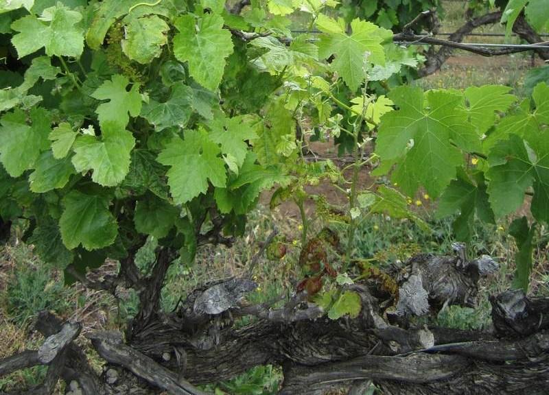 detailed vineyards were recorded with a mean incidence of 27%.