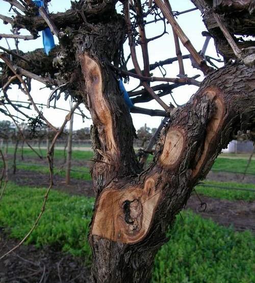 pruning management styles.