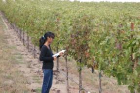 Record symptomatic vines in a XYmatrix using the row number and vine