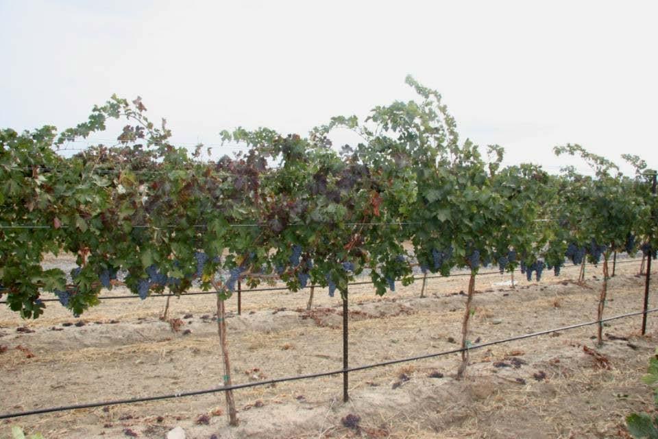 Roguing: Remove infected vines Remove symptomatic (infected) vine