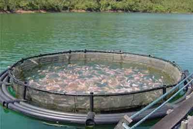 Evolving of Belgorod region s aquaculture The purpose is providing the population of Belgorod region with provision of quality fish products with wide assortment.